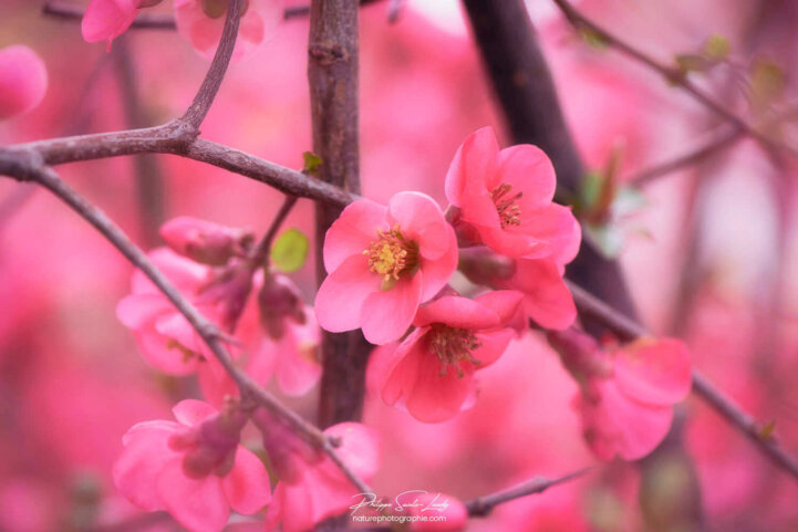 Petites fleurs rouges de Cognassier du Japon