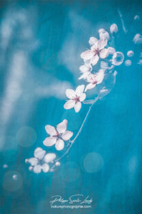 Fleurs douces au printemps