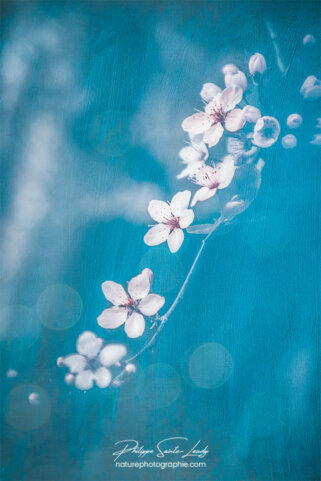 Fleurs douces au printemps