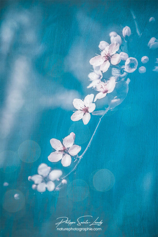 Fleurs douces au printemps