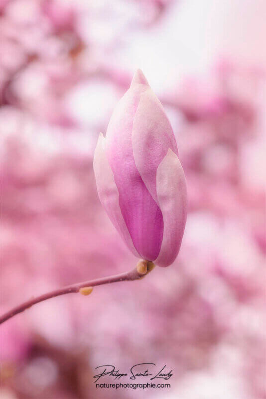 Magnolia pas encore ouvert