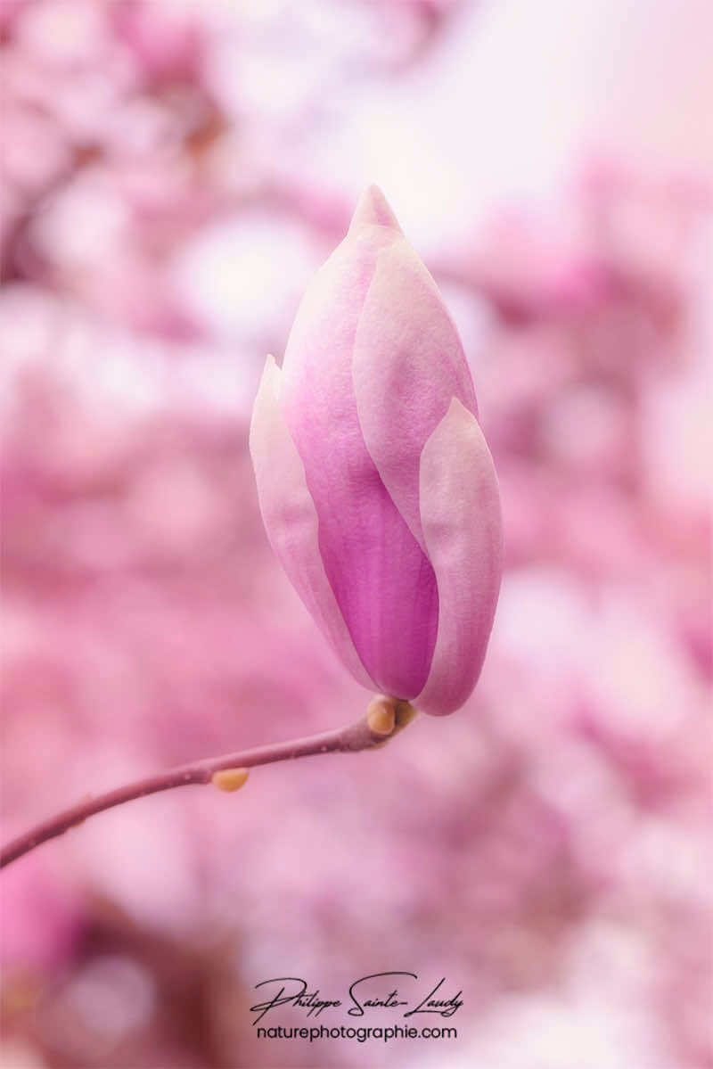 Magnolia pas encore ouvert