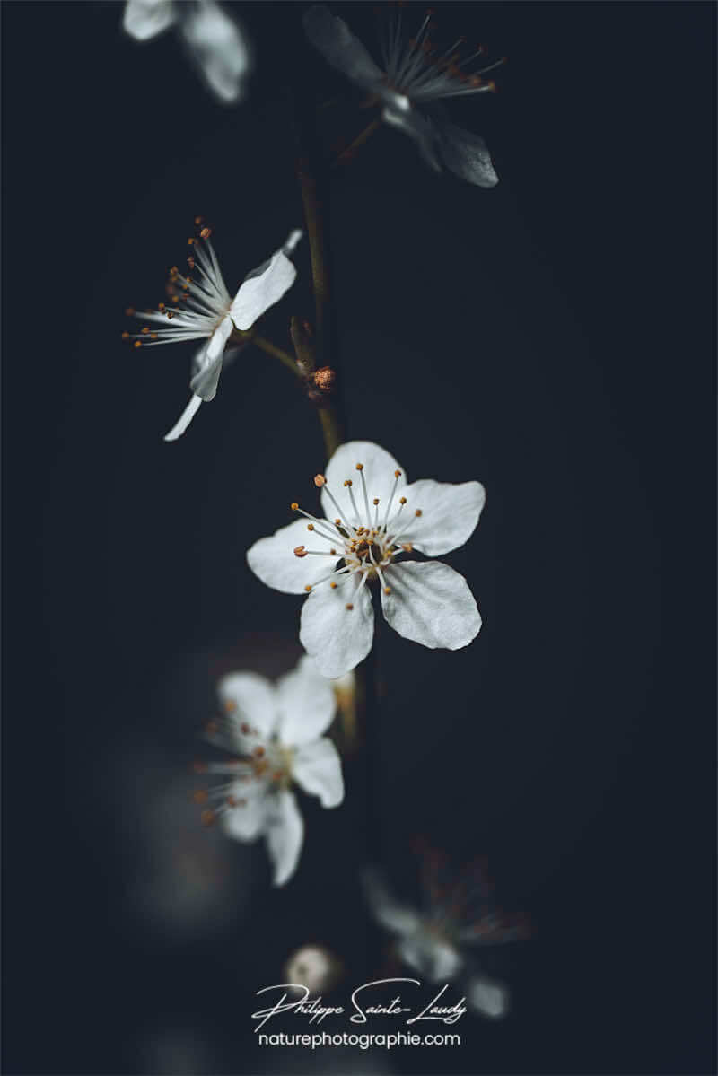 Fleurs de cerisier sur fond noir