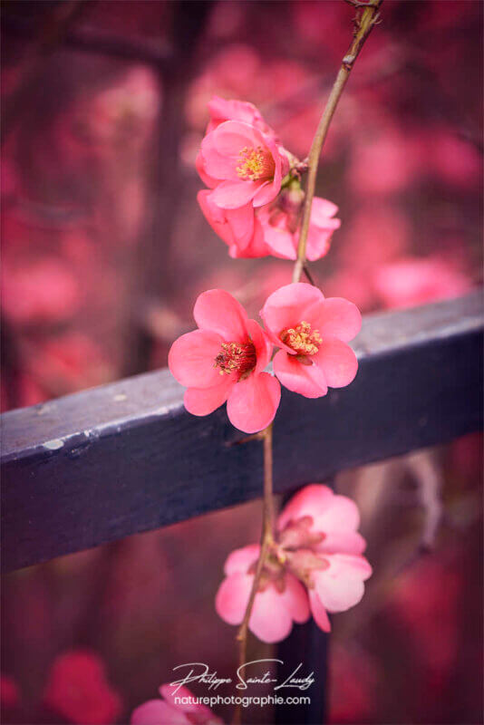 Petites fleurs rouges