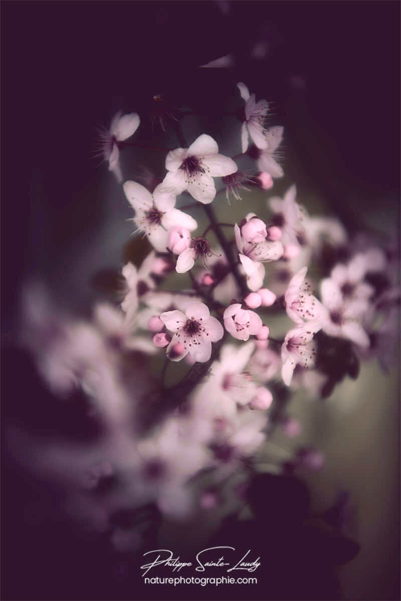 Premières fleurs du printemps