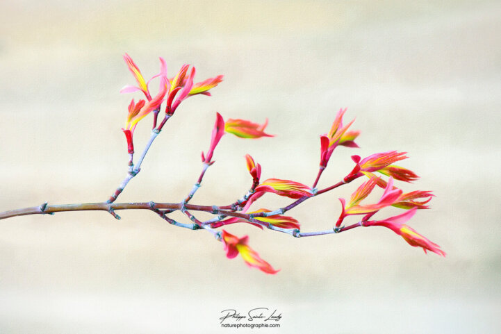 Feuilles d'érable au printemps