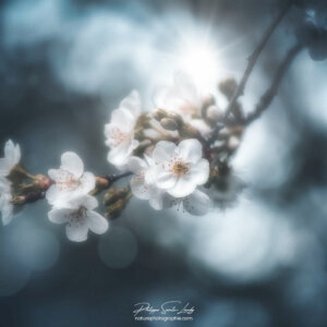Delicately Bluish Fleurs de cerisier et bokeh