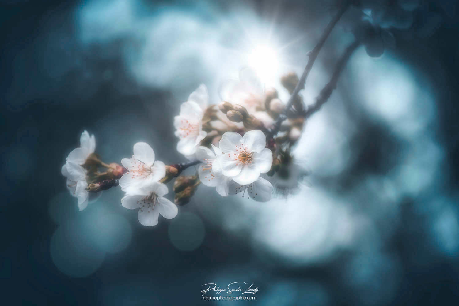 Fleurs de cerisier et bokeh