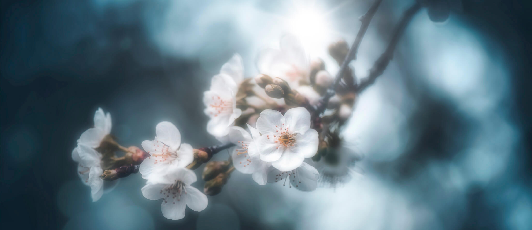 Fleurs de printemps - Cerisier