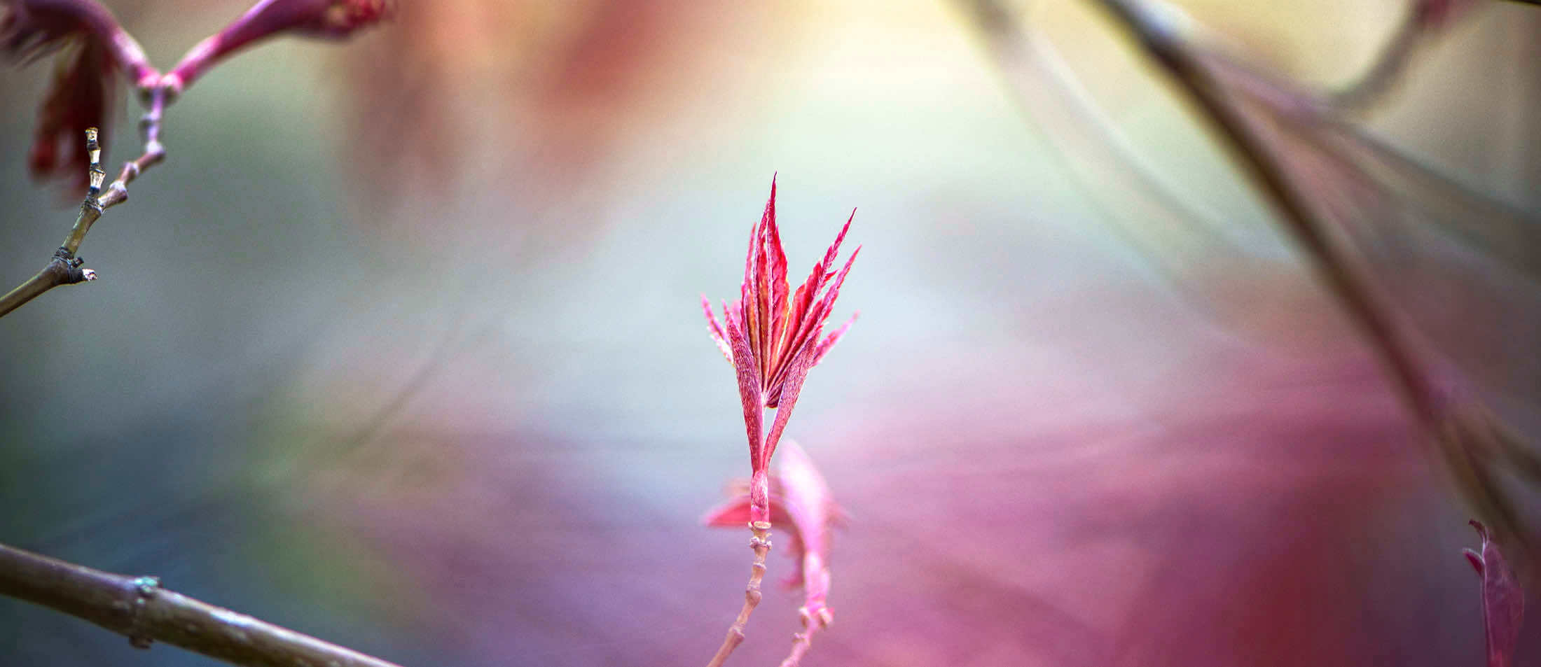 Jeune pousse d'érable au printemps