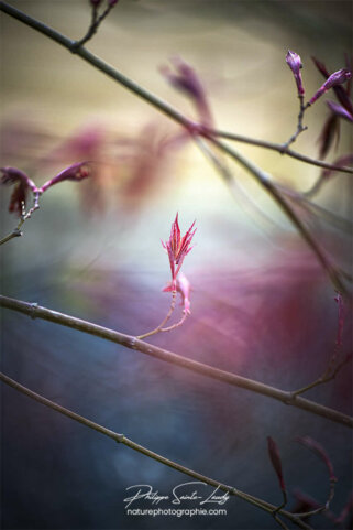 Petite feuille d'érable au printemps