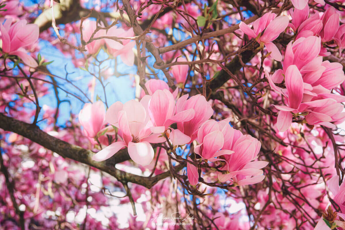 Un magnolia en fleurs