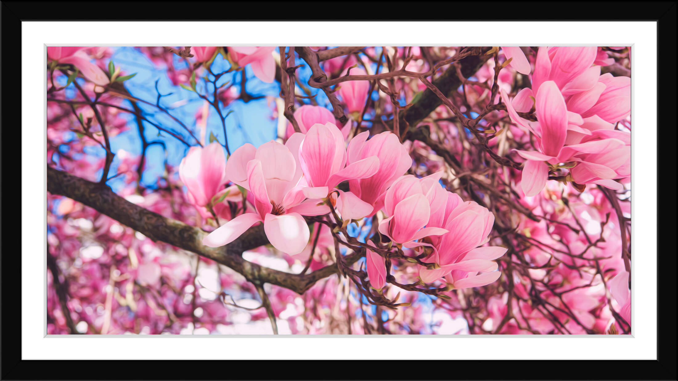 Magnolias en format panoramique