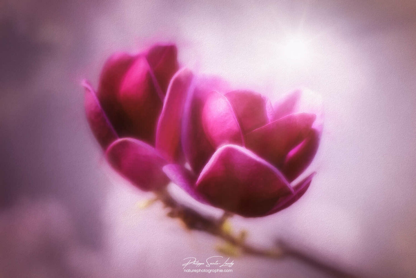 Magnolias Génie dans la lumière