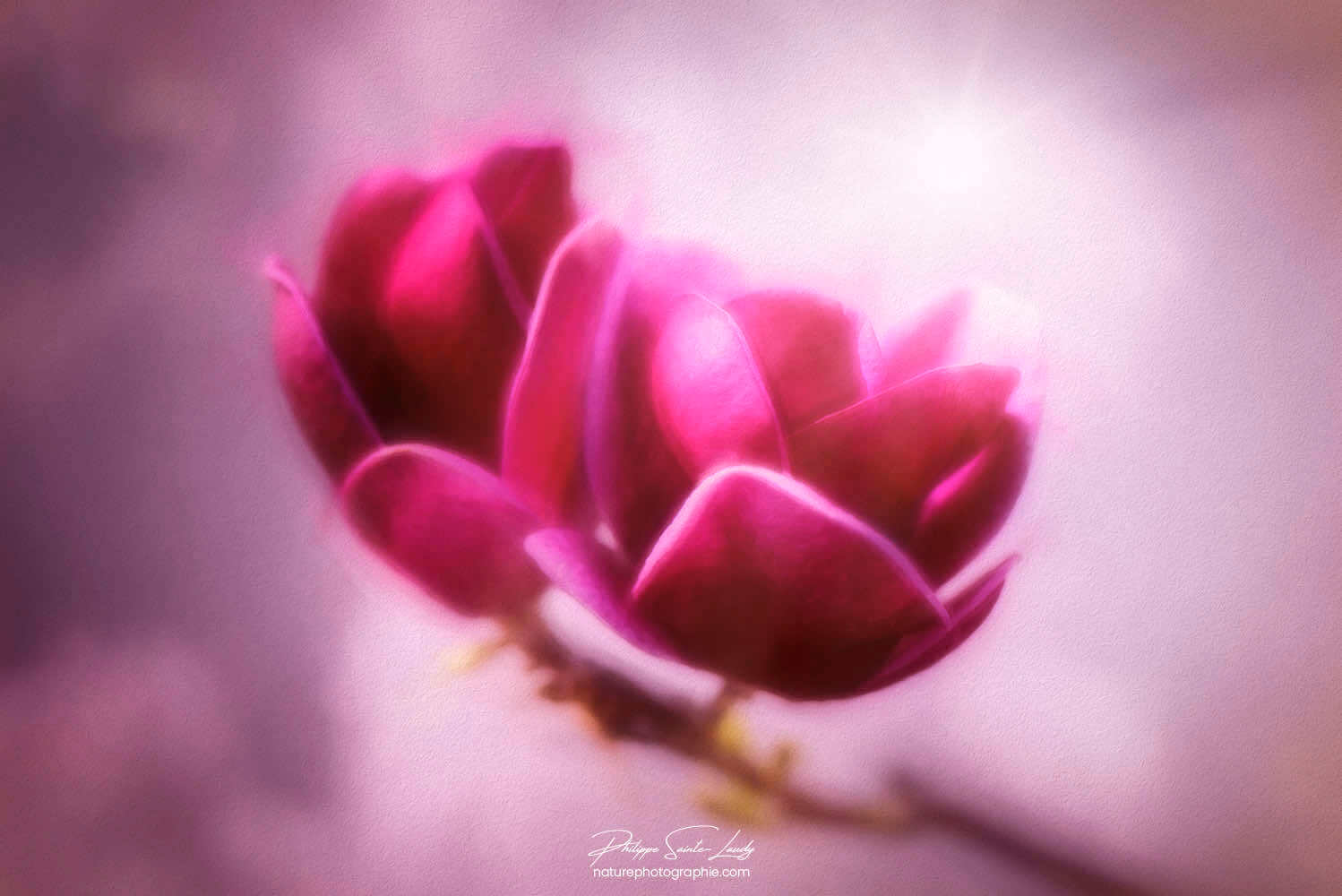 Magnolias Génie dans la lumière