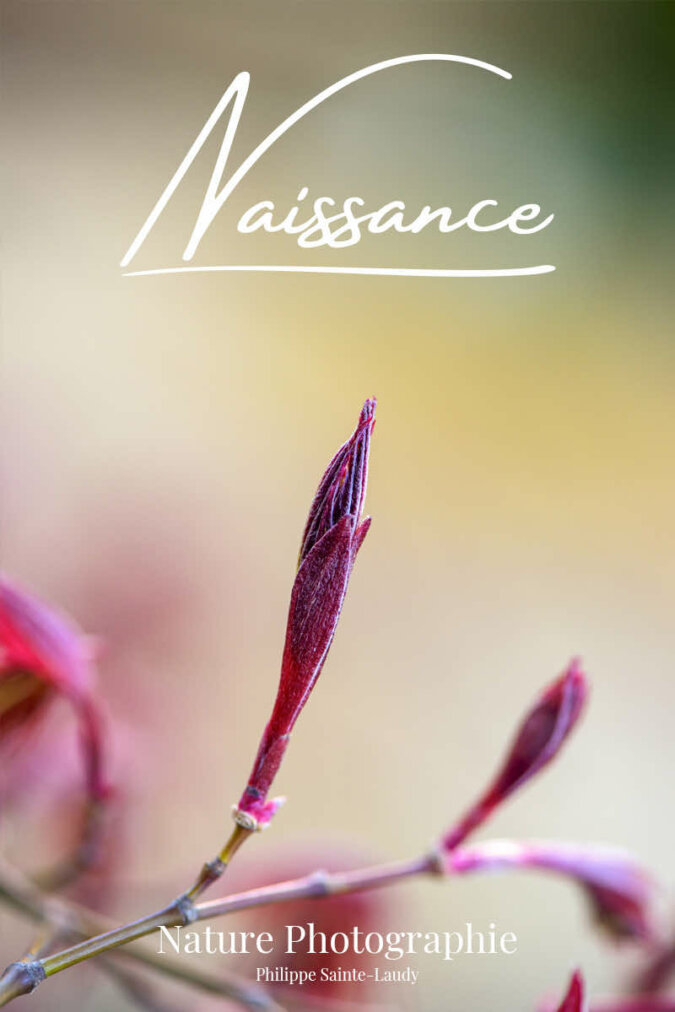 Naissance feuilles d'érable