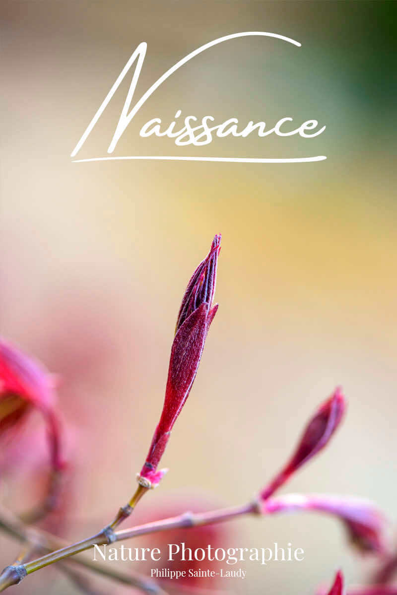 Naissance feuilles d'érable