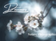 Premières fleurs de printemps