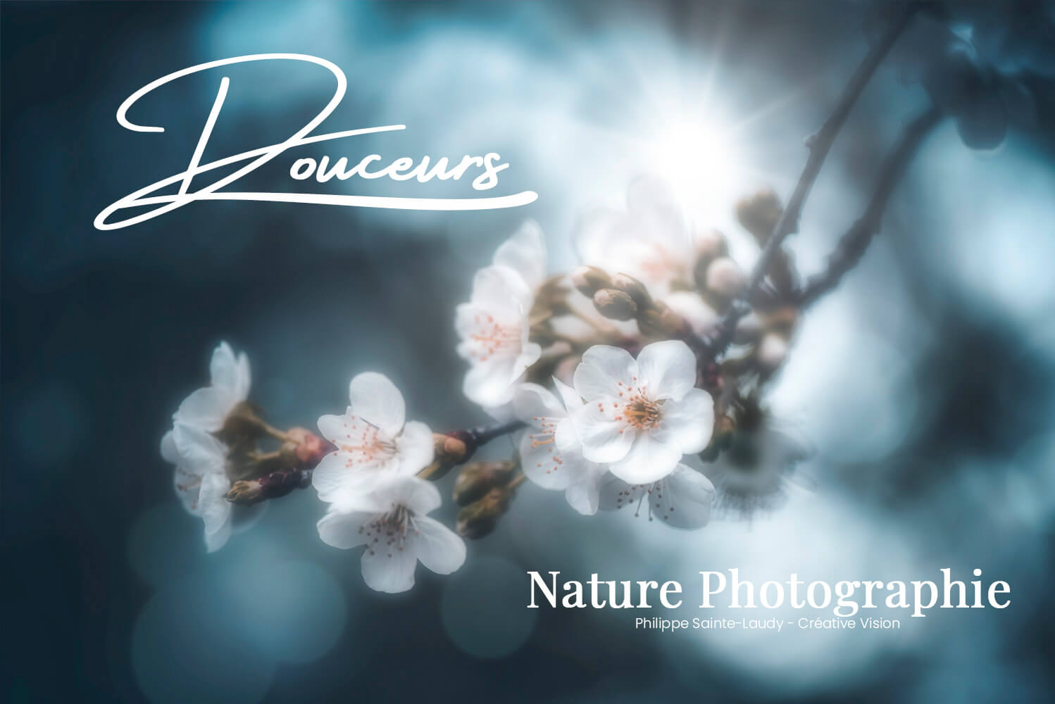 Premières fleurs de printemps Premières fleurs de printemps