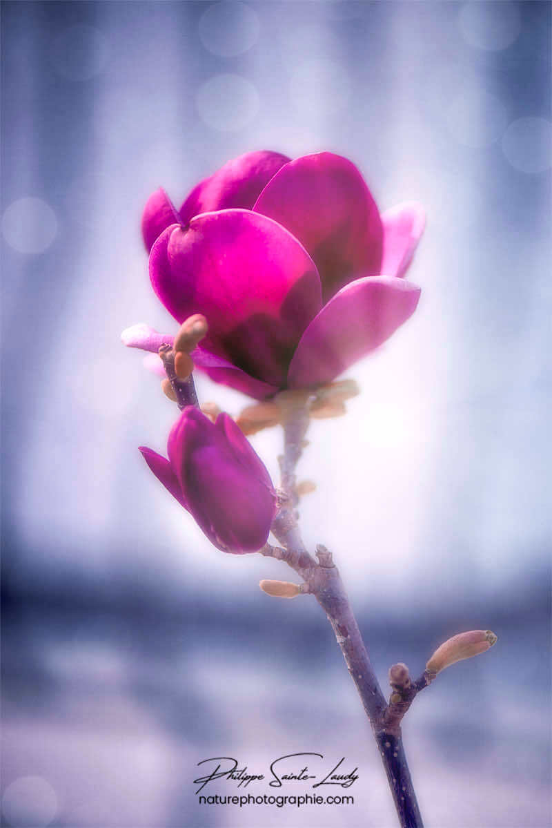 Magnolia en vertical