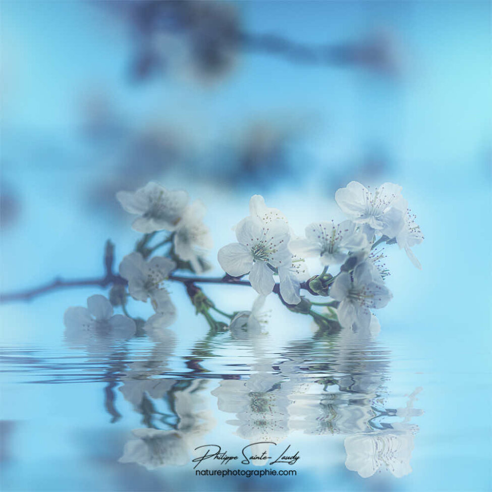 Reflet d'une branche de cerisier en fleurs