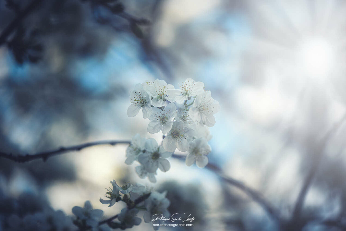 Soleil traversant un cerisier en fleurs au printemps