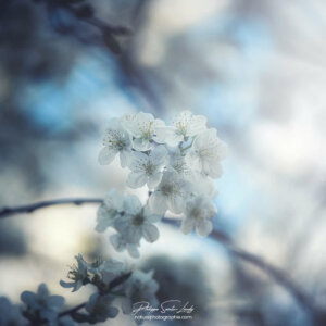 Sunny Spring Blossoms Soleil traversant un cerisier en fleurs au printemps