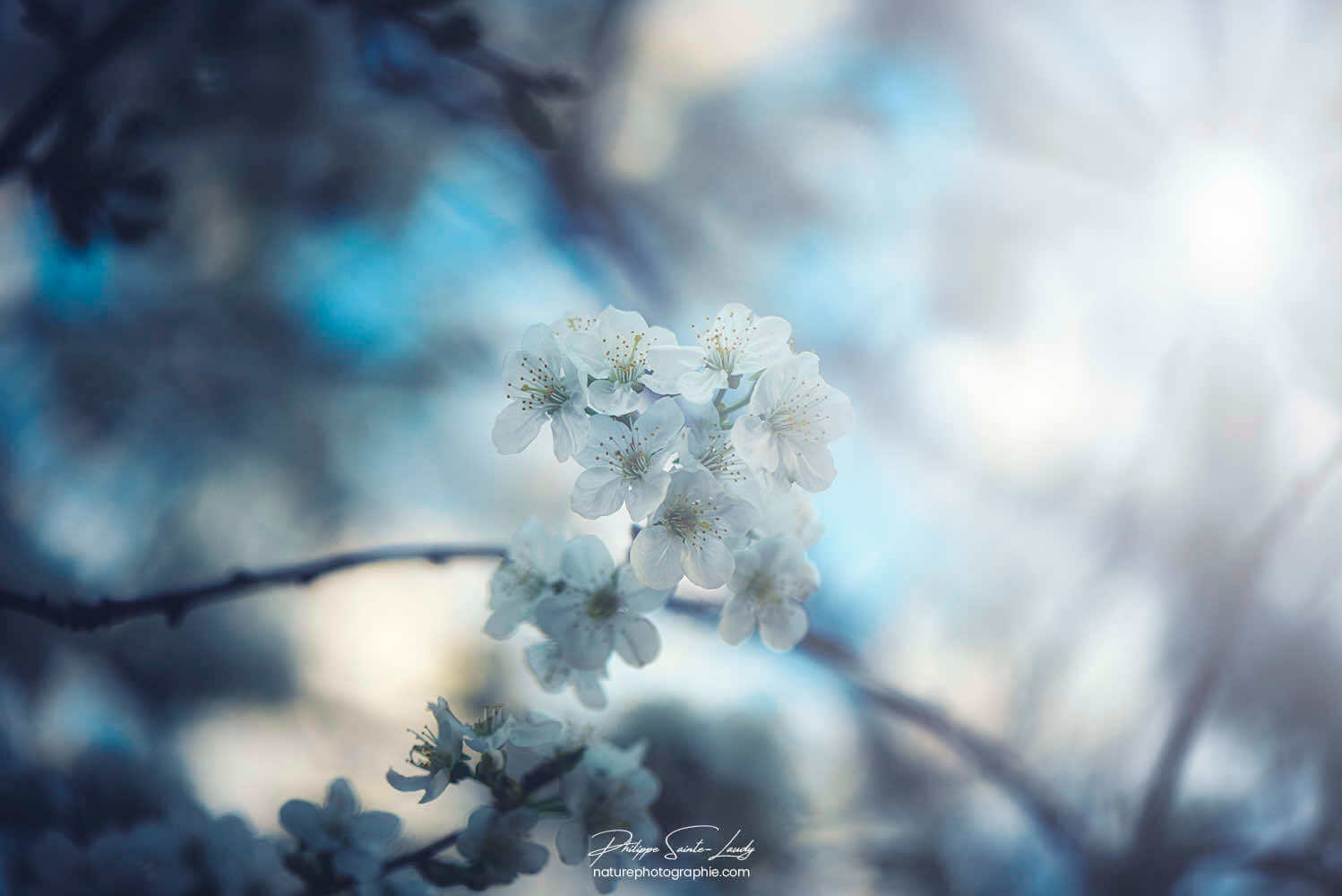 Soleil traversant un cerisier en fleurs au printemps