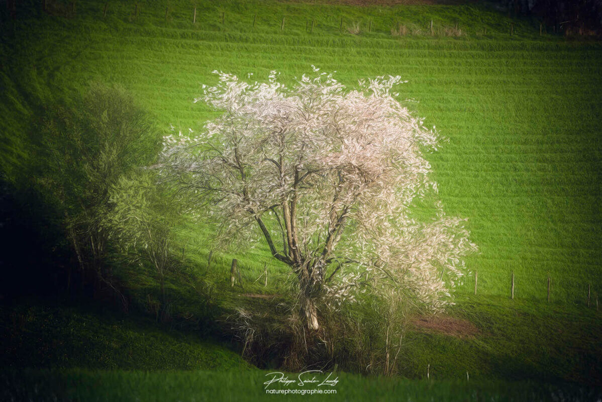 Cerisier blanc en paintography