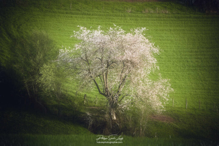 Cerisier blanc en paintography