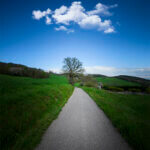 Arbre dans la nature