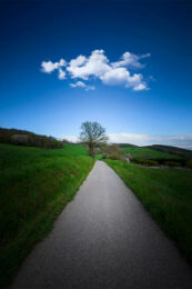 Arbre dans la nature