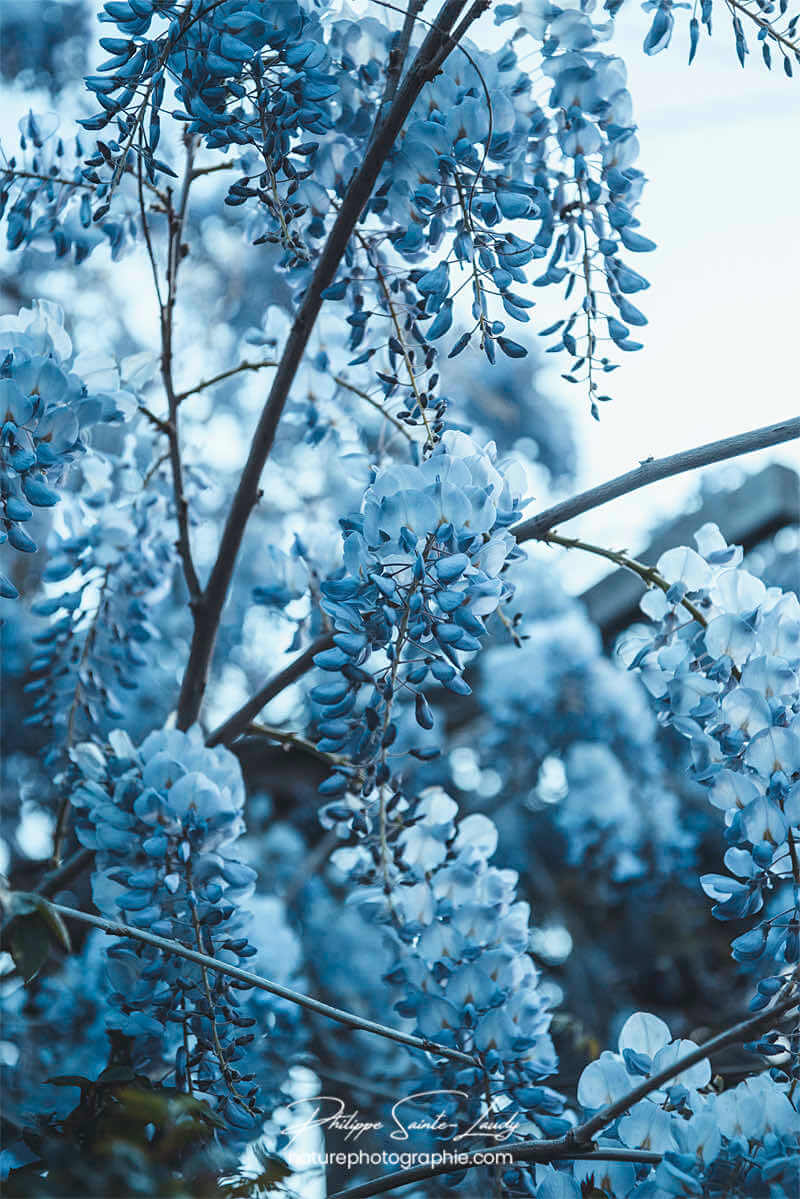 Glycine bleue