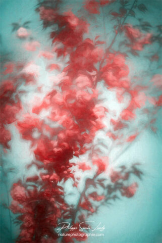 Cornouiller au printemps