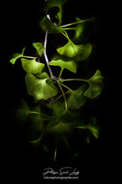 Branche de ginkgo biloba