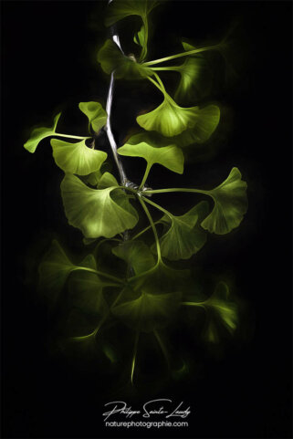 Branche de ginkgo biloba