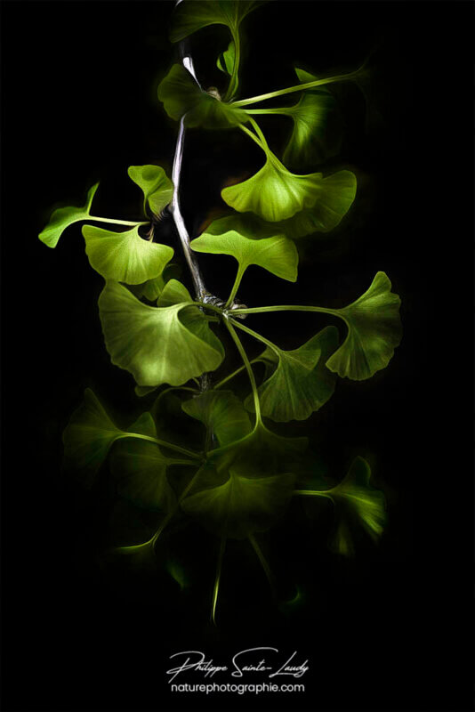 Branche de ginkgo biloba