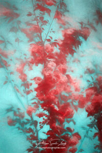 Cornouiller rouge