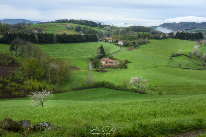 Vallon vert - Les Monts du Lyonnais