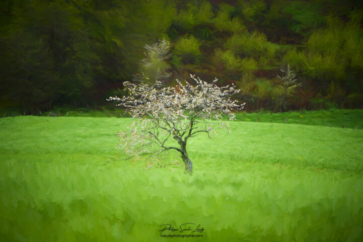 Arbre isolé en paintography