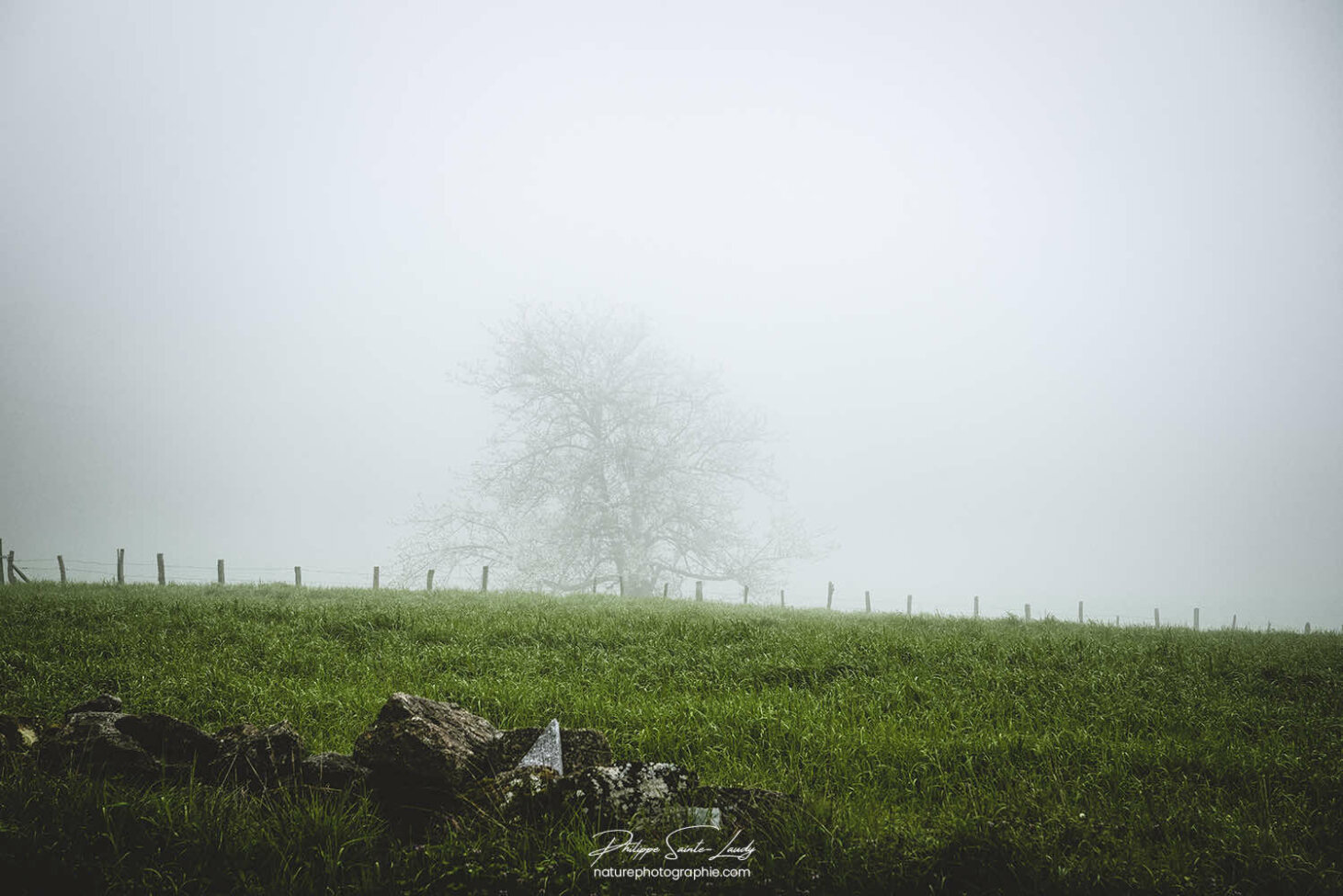 Arbre dans le brouillard
