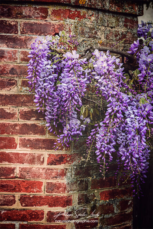 Glycine contre un vieux mur en briques rouges