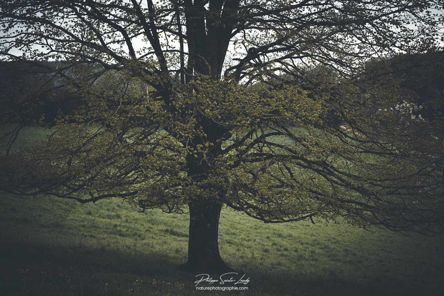 Gros plan sur un arbre