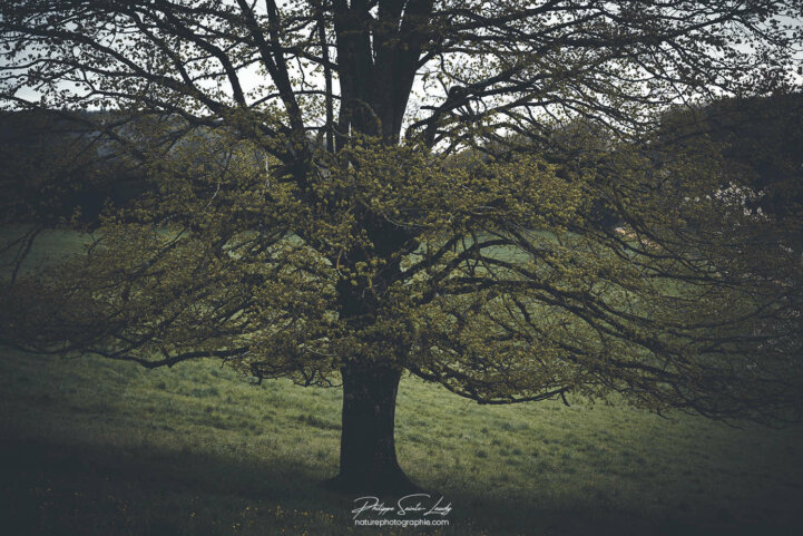 Gros plan sur un arbre