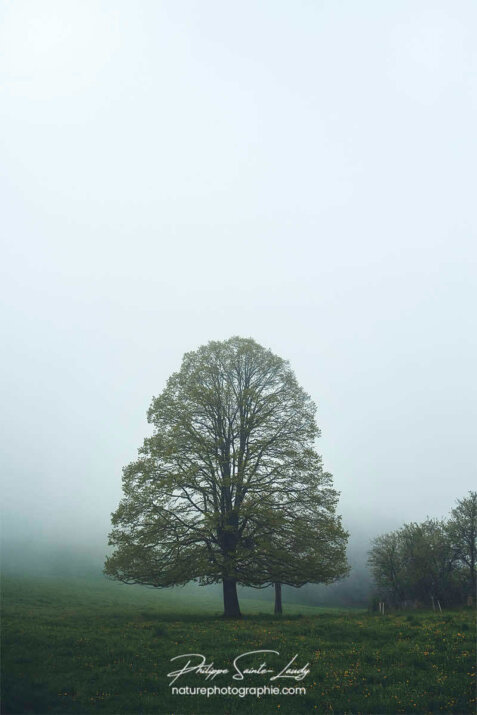 Arbre dans la brume