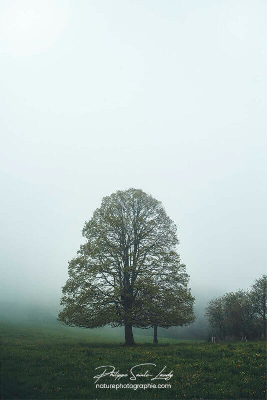 Arbre dans la brume