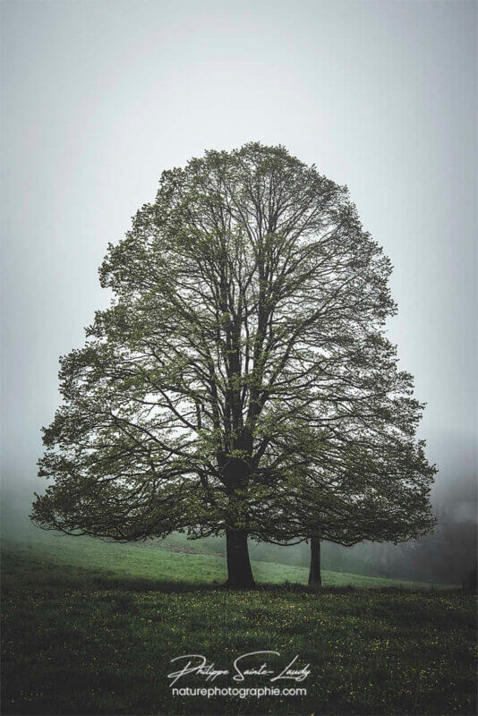 Arbre centenaire