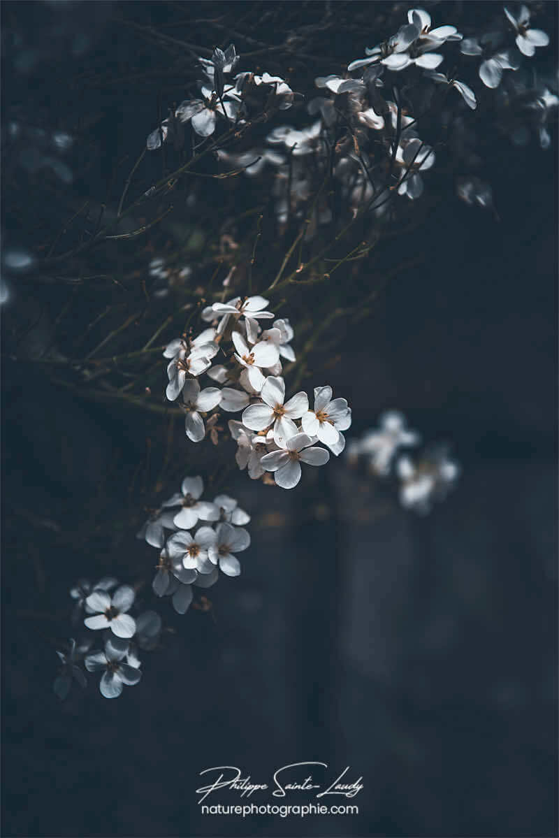 Fleurs blanches