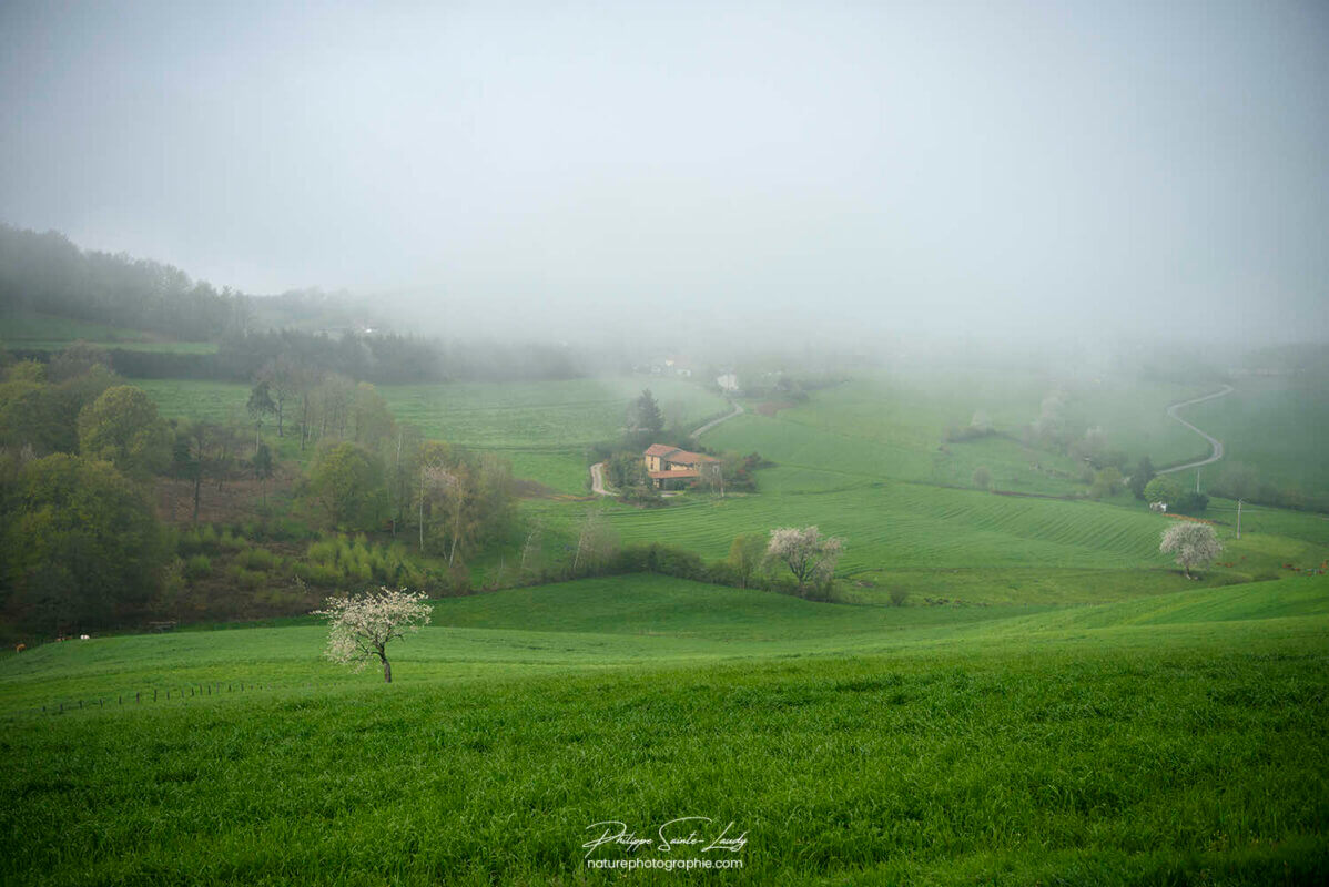 Campagne dans la brume