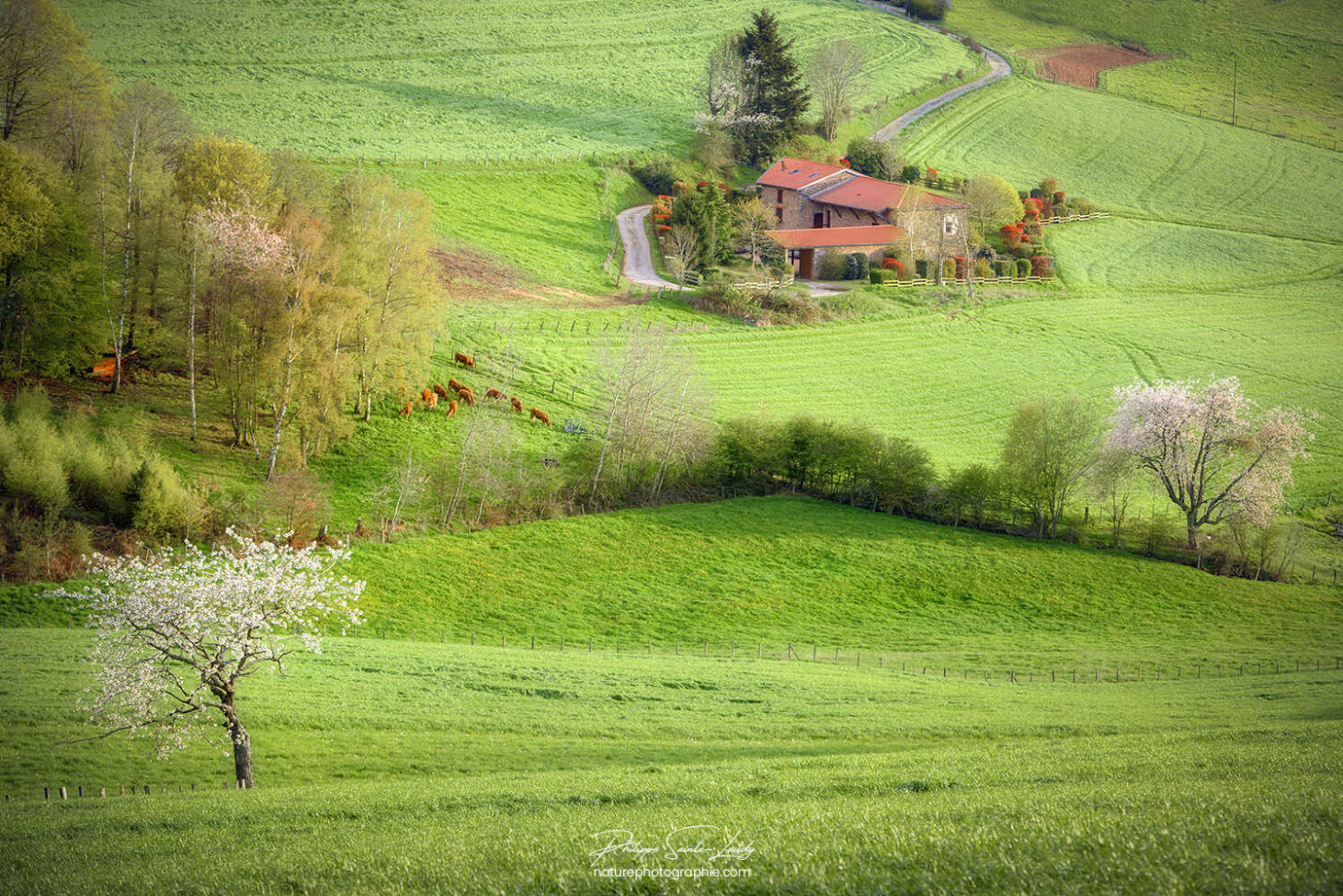 Les verts des Monts du Lyonnais